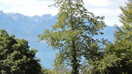 A vendre 1807 Blonay Maison 7 pi&egrave;ce(s)